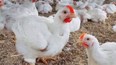 أسعار الدواجن في الأسواق والمزارع اليوم كافة الأنواع والتفاصيل