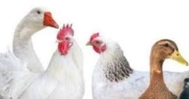 أسعار الدواجن في الأقصر اليوم السبت 11 أبريل 2026 الفراخ البيضاء تسجل 98 جنيها في الأسواق المحلية