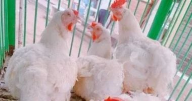 أسعار الدواجن في الإسكندرية الجمعة 24 أبريل 2026 وأحدث التحديثات