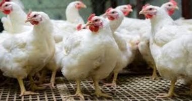 أسعار الدواجن في الغربية اليوم السبت الحادي عشر من أبريل ٢٠٢٦ وأسعار الفراخ الجديدة في الأسواق المحلية