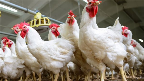 أسعار الدواجن في مصر اليوم تحديث شامل لأهم أسعار الفراخ البيضاء والبلدي والساسو