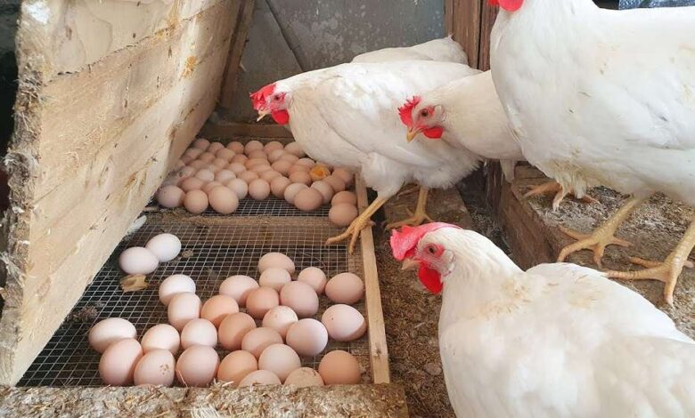 أسعار الدواجن والبيض اليوم السبت في الأسواق المحلية 25 أبريل 2026