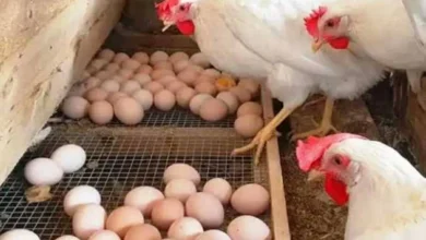 أسعار الدواجن والبيض اليوم في أسواق الشرقية الأحد 26 أبريل 2026