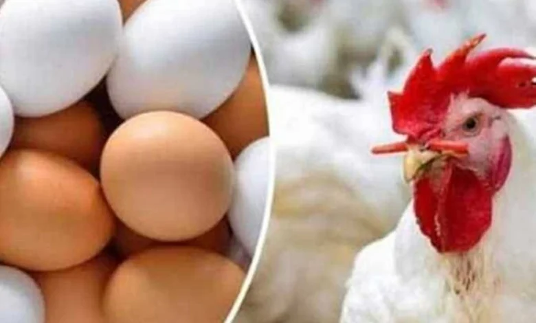 أسعار الدواجن والبيض في أسواق وبورصة الشرقية اليوم الأربعاء 15 أبريل 2026