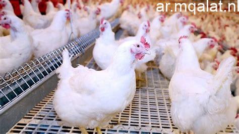 أسعار الدواجن والبيض في أسواق ومحلات الأقصر اليوم الاثنين