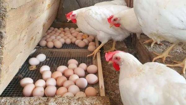 أسعار الدواجن والبيض في الأسواق الجمعة الرابع والعشرين من أبريل 2026