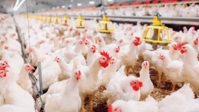 أسعار الدواجن والبيض في الأسواق المحلية اليوم الخميس 23 أبريل 2026