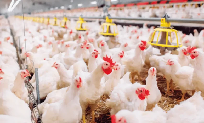 أسعار الدواجن والبيض في الأسواق المحلية اليوم الخميس 23 أبريل 2026