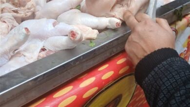 أسعار الدواجن والطيور في أسواق بورسعيد الثلاثاء 14 أبريل 2026