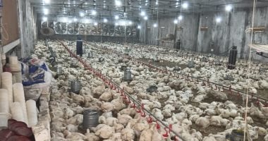 أسعار الدواجن واللحوم والأسماك اليوم في سوق سوهاج