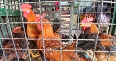 أسعار الدواجن واللحوم والأسماك اليوم في سوهاج تتصدر السوق