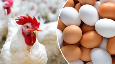 أسعار الدواجن وكم كرتونة البيض اليوم الجمعة 24 أبريل 2026