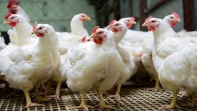 أسعار الفراخ البلدي والبانيه في الأسواق المصرية الجمعة 24 إبريل 2026