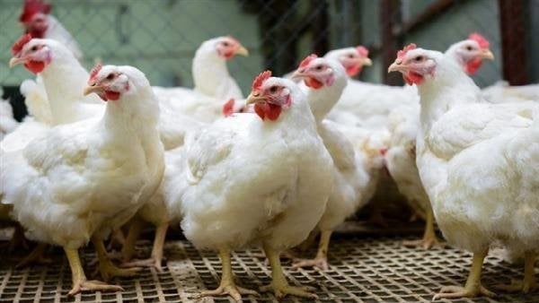 أسعار الفراخ البلدي والبانيه في الأسواق المصرية الجمعة 24 إبريل 2026