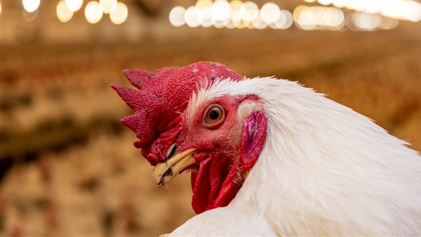 أسعار الفراخ البيضاء اليوم الثلاثاء 14 إبريل في الأسواق اليومية