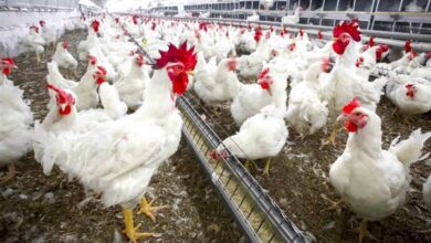 أسعار الفراخ البيضاء اليوم بين ارتفاعات وانخفاضات تؤثر على الأسواق المحلية بشكل ملحوظ