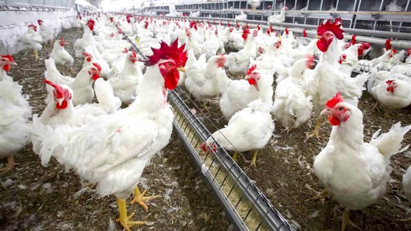 أسعار الفراخ البيضاء اليوم بين ارتفاعات وانخفاضات تؤثر على الأسواق المحلية بشكل ملحوظ