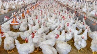 أسعار الفراخ البيضاء اليوم تتغير بشكل ملحوظ وتأثيرها على السوق المحلي المستهلكين يترقبون أحدث التطورات