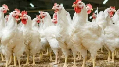 أسعار الفراخ البيضاء اليوم تشهد استقرار ملحوظ يعزز ثقة المستهلكين ويتحكم في السوق