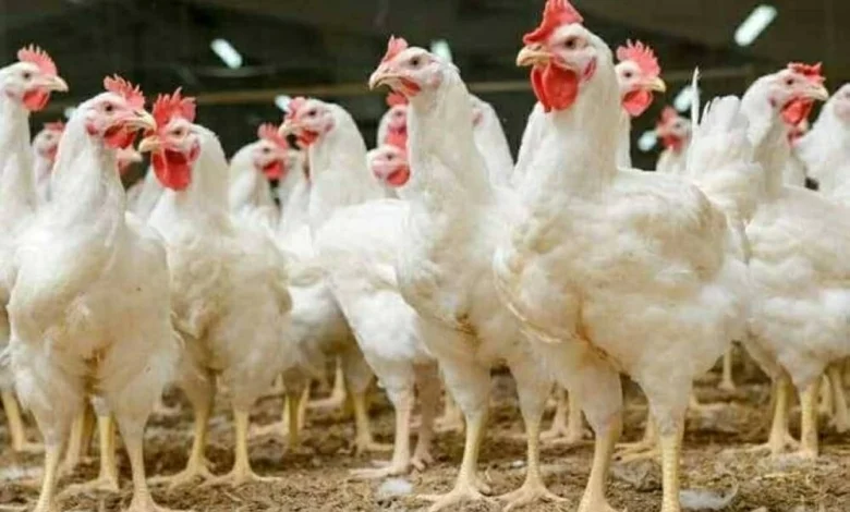 أسعار الفراخ البيضاء اليوم تشهد استقرار ملحوظ يعزز ثقة المستهلكين ويتحكم في السوق
