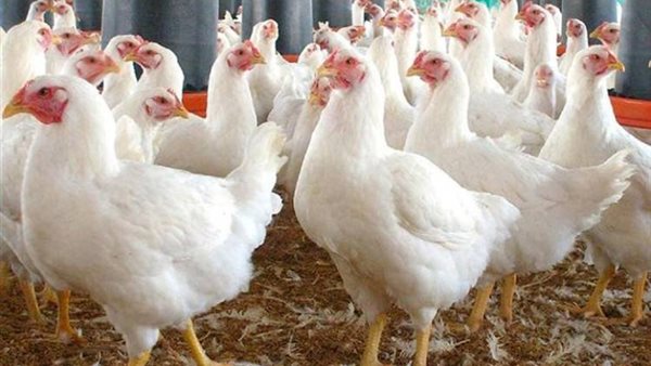 أسعار الفراخ البيضاء اليوم تواصل التغيرات في الأسواق المحلية