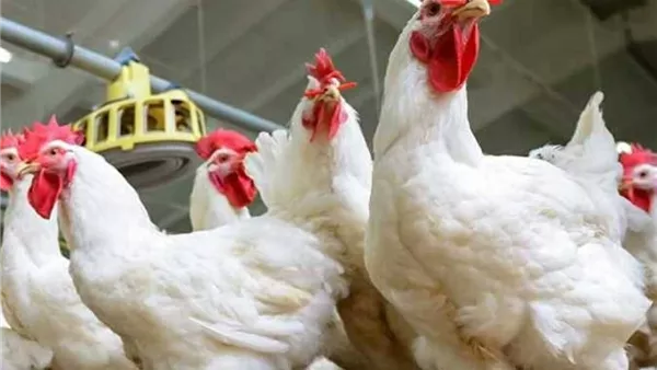 أسعار الفراخ البيضاء اليوم في تحديث شامل لمتابعة الأسواق المحلية