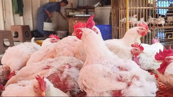 أسعار الفراخ البيضاء اليوم ومستوياتها المتغيرة التي تهم كل الأسر المصرية