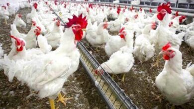 أسعار الفراخ البيضاء بتنزل اليوم والبانيا وصل 900 جنيه للثلاث كيلو