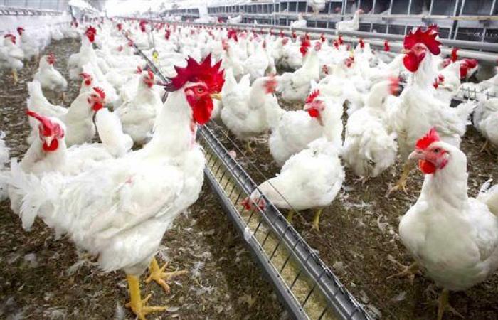 أسعار الفراخ البيضاء بتنزل اليوم والبانيا وصل 900 جنيه للثلاث كيلو