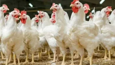 أسعار الفراخ البيضاء تتغير يوميا وتشهد ارتفاعات مفاجئة في السوق المحلي