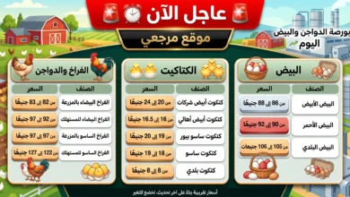 أسعار الفراخ البيضاء ترتفع اليوم الخميس 23 أبريل والبيض يواصل الصعود