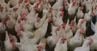 أسعار الفراخ البيضاء في المنوفية اليوم الجمعة 24 ابريل 2026