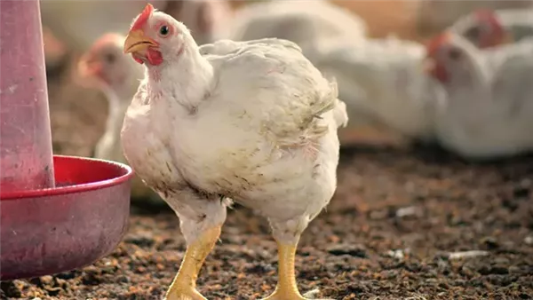 أسعار الفراخ البيضاء في بورصة الدواجن اليوم الاثنين 13 أبريل 2026 تتصدر التغيرات في السوق المحلي