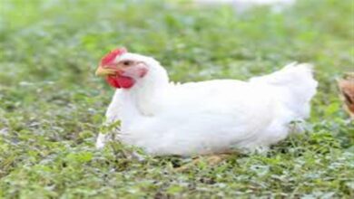 أسعار الفراخ البيضاء في بورصة الدواجن والمحال اليوم الثلاثاء الرابع عشر من أبريل 2026 تتصدر المشهد