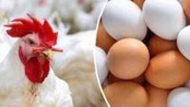 أسعار الفراخ البيضاء للمستهلك السبت تكشف مفاجأة جديدة كبيرة