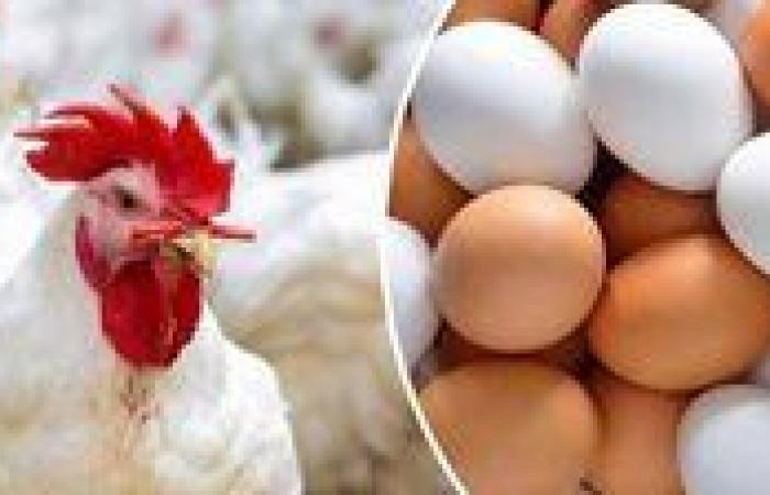 أسعار الفراخ البيضاء للمستهلك السبت تكشف مفاجأة جديدة كبيرة