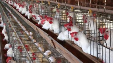 أسعار الفراخ البيضاء والبلدي اليوم السبت 11 أبريل 2026 للمستهلك في الأسبوع