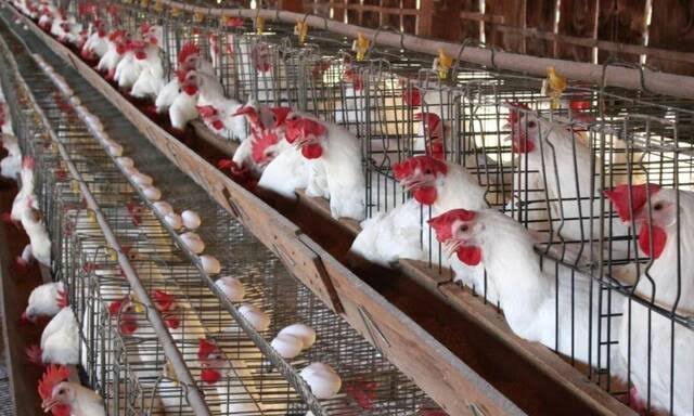 أسعار الفراخ البيضاء والبلدي اليوم السبت 11 أبريل 2026 للمستهلك في الأسبوع