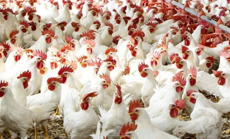 أسعار الفراخ البيضاء والبلدي تشهد استقرارًا في الأسواق الجمعة 24 إبريل