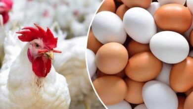 أسعار الفراخ البيضاء والدواجن والبيض في السوق اليوم الثلاثاء 14 أبريل 2026 وتفاصيل تغيرات الأسعار الأسبوعية
