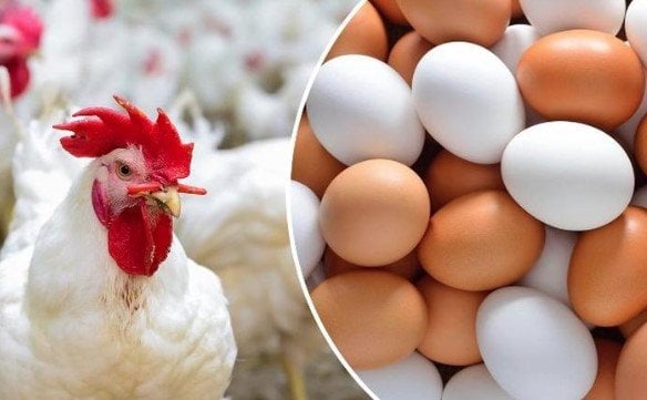 أسعار الفراخ البيضاء والدواجن والبيض في السوق اليوم الثلاثاء 14 أبريل 2026 وتفاصيل تغيرات الأسعار الأسبوعية