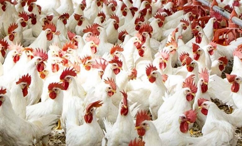 أسعار الفراخ البيضاء والساسو وبيض الكرتونة اليوم الأحد في مصر