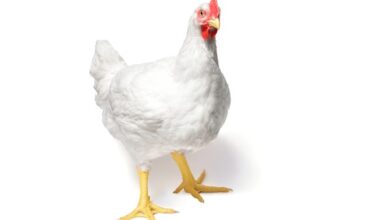 أسعار الفراخ البيضاء والساسو وكرتونة البيض اليوم الجمعة في مصر وتحركات السوق