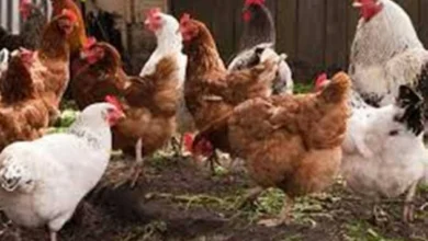 أسعار الفراخ البيضاء وكرتونة البيض اليوم الجمعة في أسواق مطروح