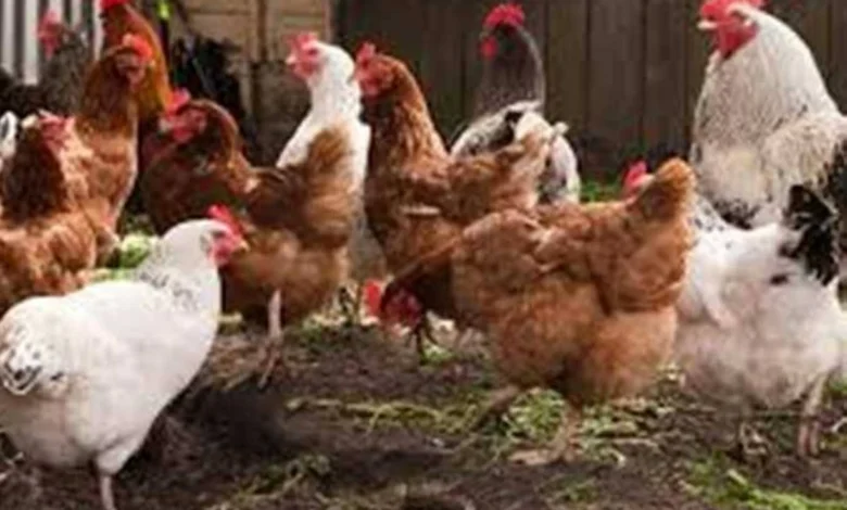 أسعار الفراخ البيضاء وكرتونة البيض اليوم الجمعة في أسواق مطروح