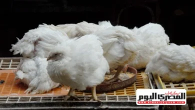 أسعار الفراخ البيضاء وكرتونة البيض في أسواق مطروح الخميس