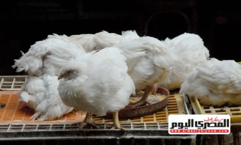 أسعار الفراخ البيضاء وكرتونة البيض في أسواق مطروح الخميس
