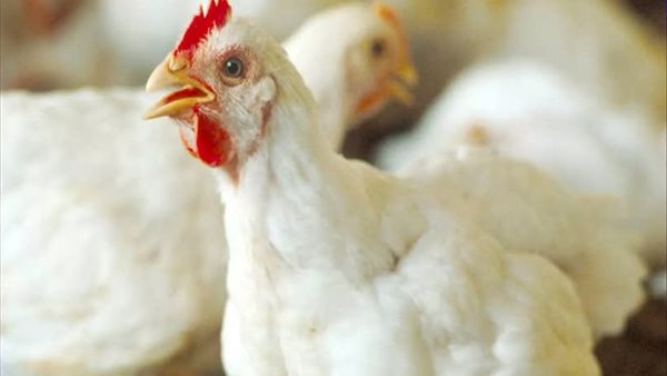 أسعار الفراخ اليوم 10 إبريل 2026 في بورصة الدواجن والأسواق المحلية تتغير باستمرار