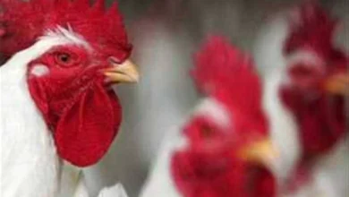 أسعار الفراخ اليوم الأحد الثاني عشر من أبريل ألفين وستة وعشرون بعد الانخفاض الأخير وما هو سعر الكيلو الآن