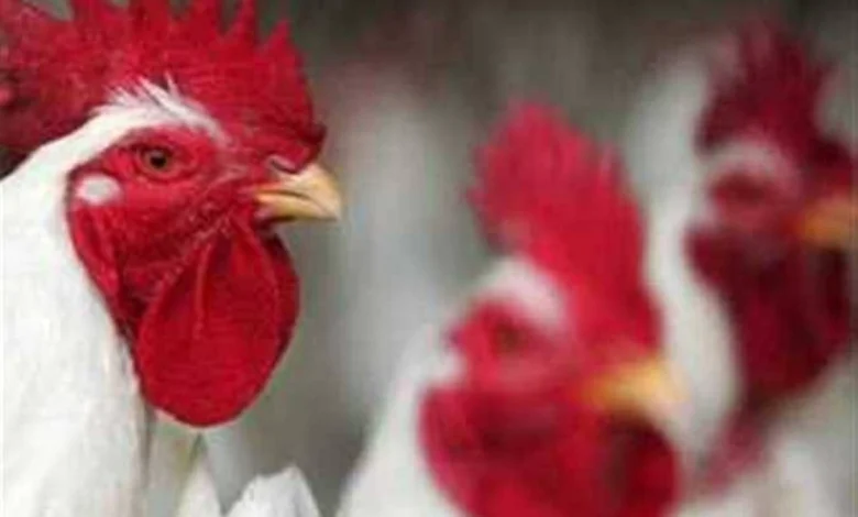 أسعار الفراخ اليوم الأحد الثاني عشر من أبريل ألفين وستة وعشرون بعد الانخفاض الأخير وما هو سعر الكيلو الآن